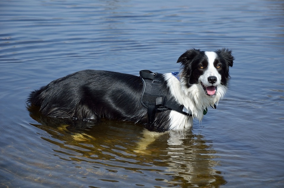 Agua Dulce Storage dog life jacket