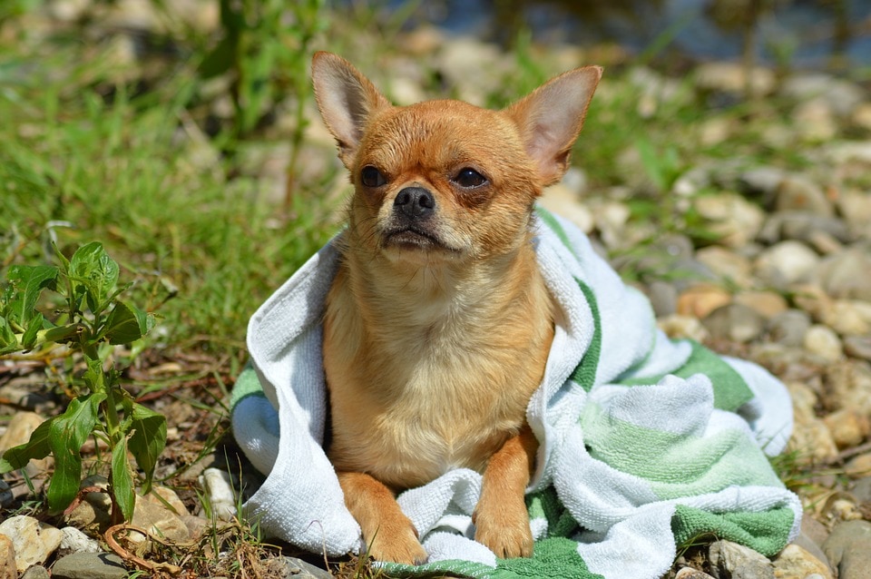 Agua Dulce Storage dog blanket